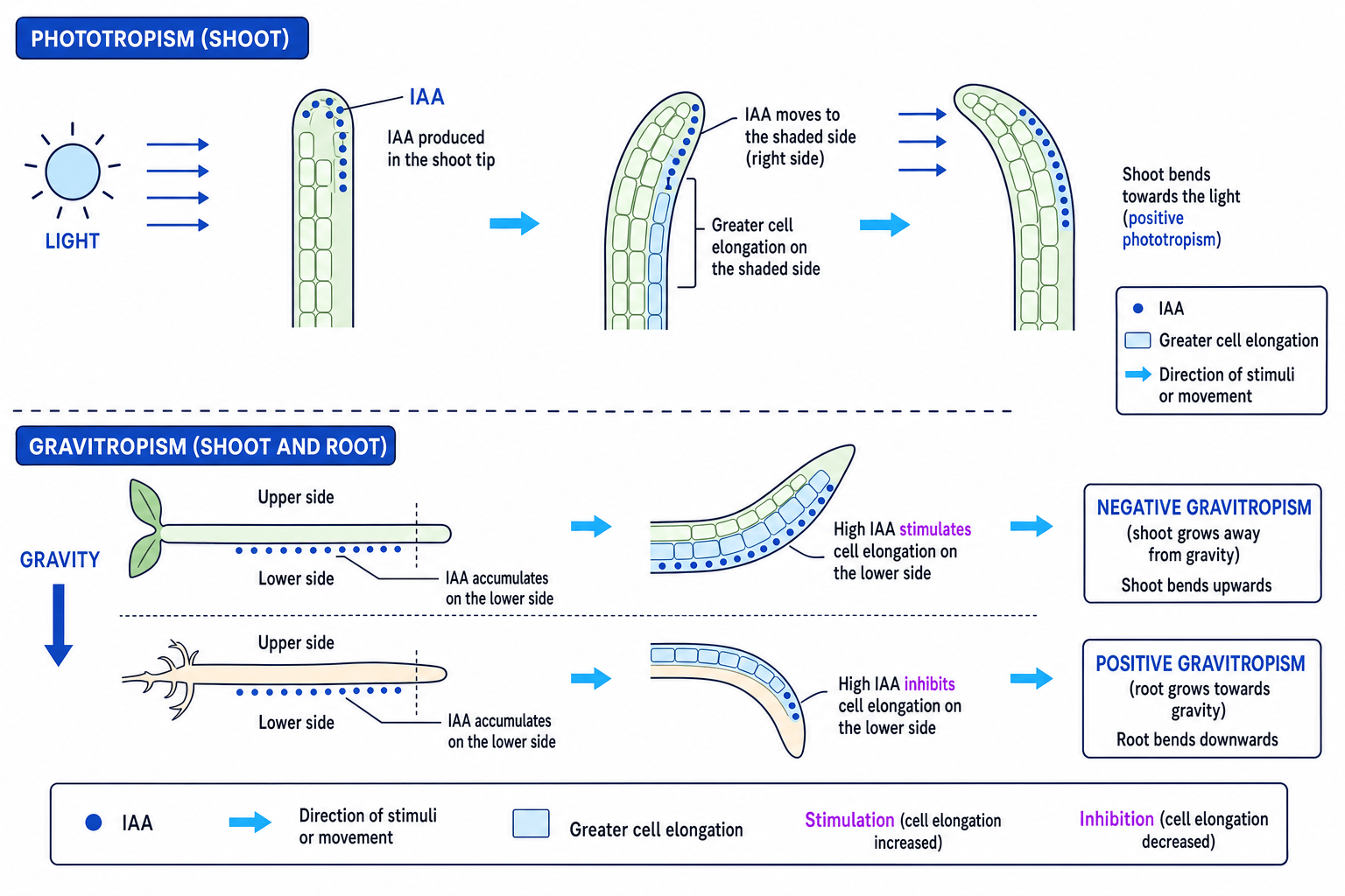 Diagram showing IAA movement in phototropism and gravitropism in roots and shoots