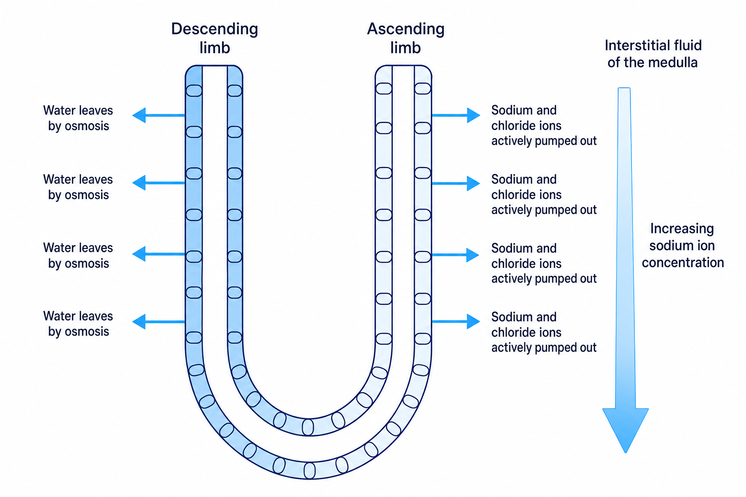 The counter-current multiplier mechanism in the loop of Henle