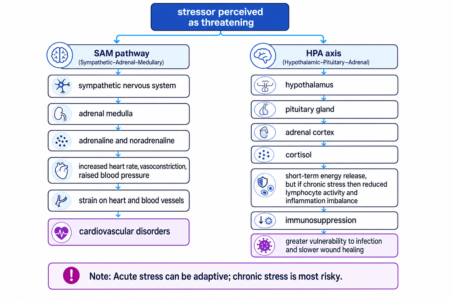 Flowchart showing how stress can contribute to illness through the SAM pathway and HPA axis