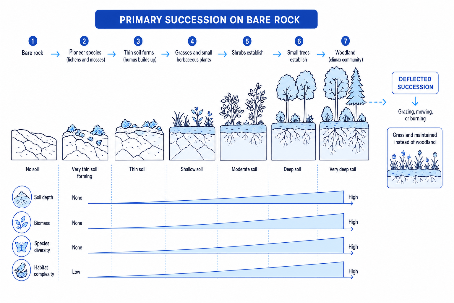 Primary succession from bare rock to woodland climax community, with deflected succession maintaining grassland