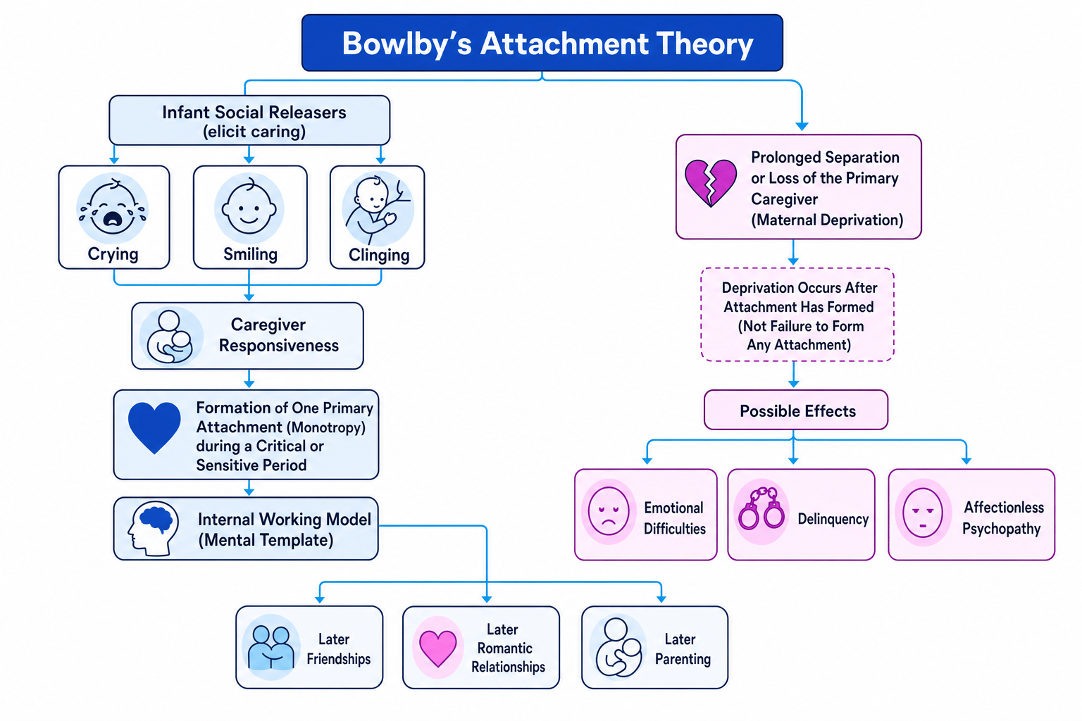 Concept map of Bowlby’s attachment theory showing social releasers, monotropy, internal working model, later relationships, and maternal deprivation