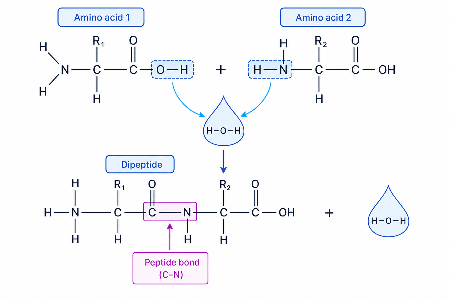 Condensation reaction between two amino acids forming a dipeptide, water and a peptide bond