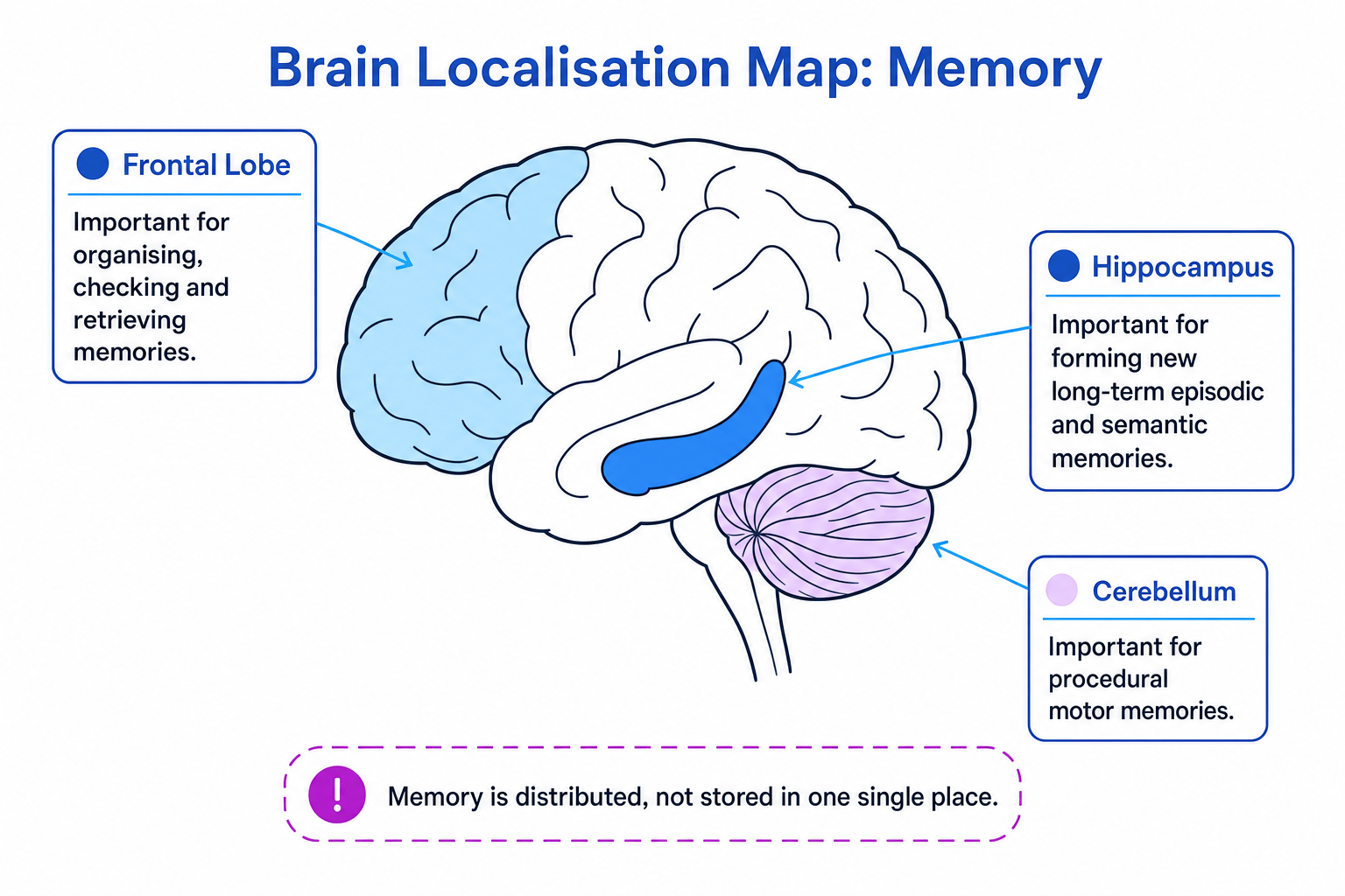 Brain localisation map for memory showing hippocampus, frontal lobe and cerebellum