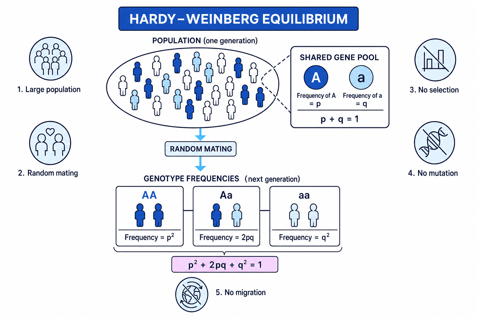 Hardy–Weinberg schematic showing a population, gene pool, allele frequencies p and q, genotype frequencies, and assumptions