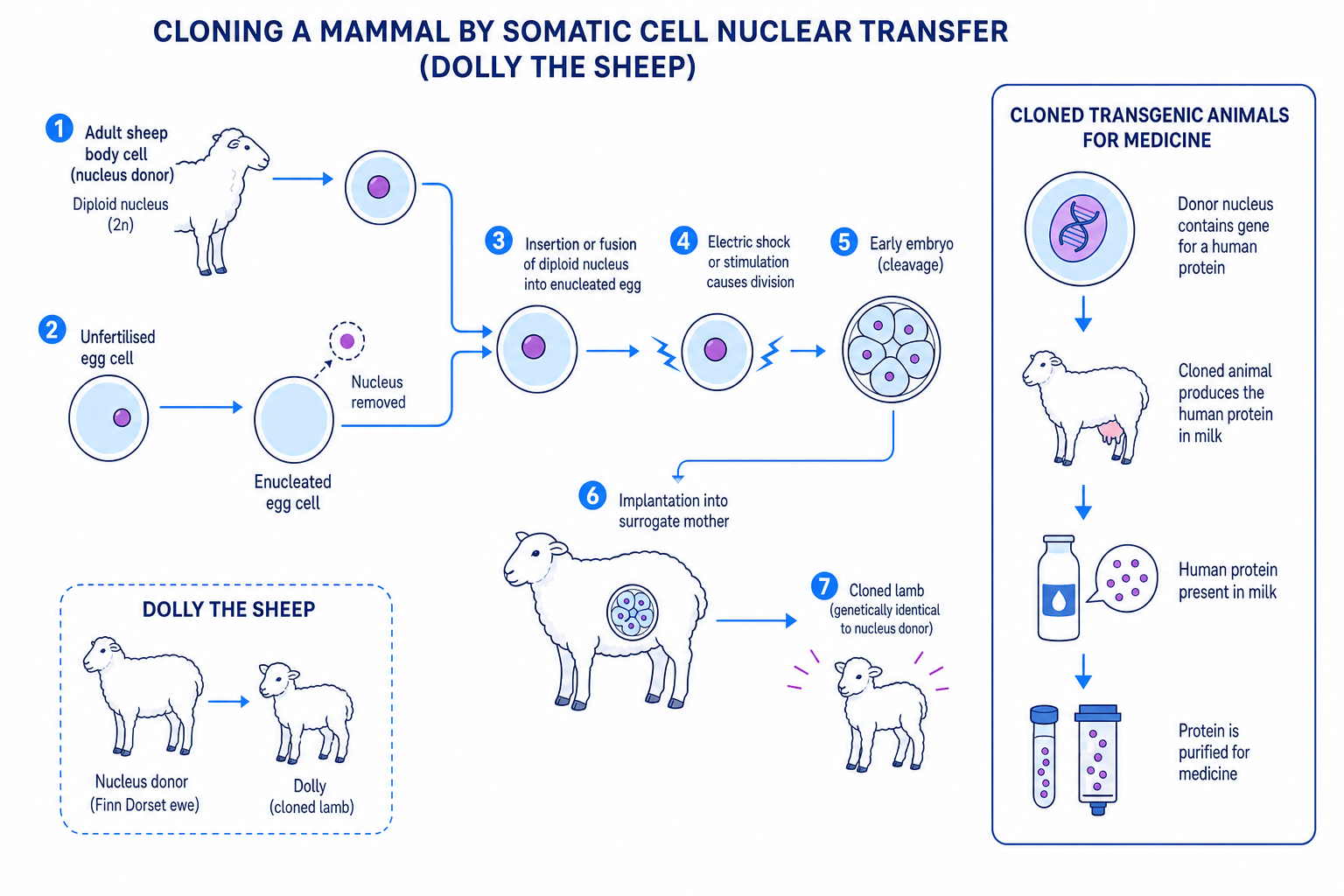 Flow diagram of mammal cloning by somatic cell nuclear transfer, including Dolly the sheep and transgenic protein production