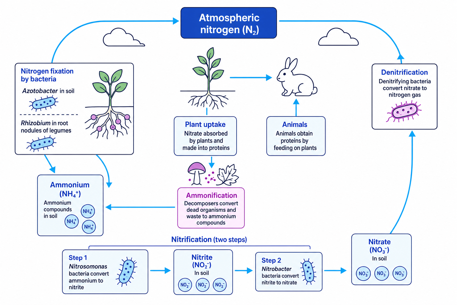 Nitrogen cycle showing nitrogen fixation, ammonification, nitrification, plant uptake, feeding and denitrification