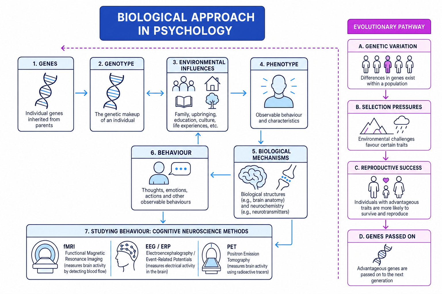 Diagram showing genes, genotype, environment, phenotype, biological mechanisms, behaviour, evolution and cognitive neuroscience methods