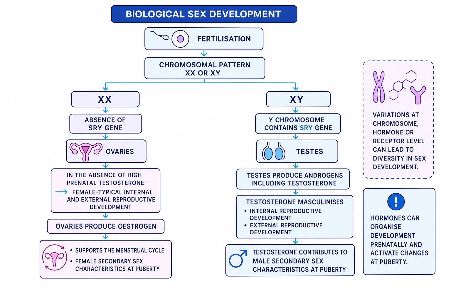Flowchart showing typical biological sex development from XX or XY chromosomes through SRY, gonads and hormones, with notes on DSD variation