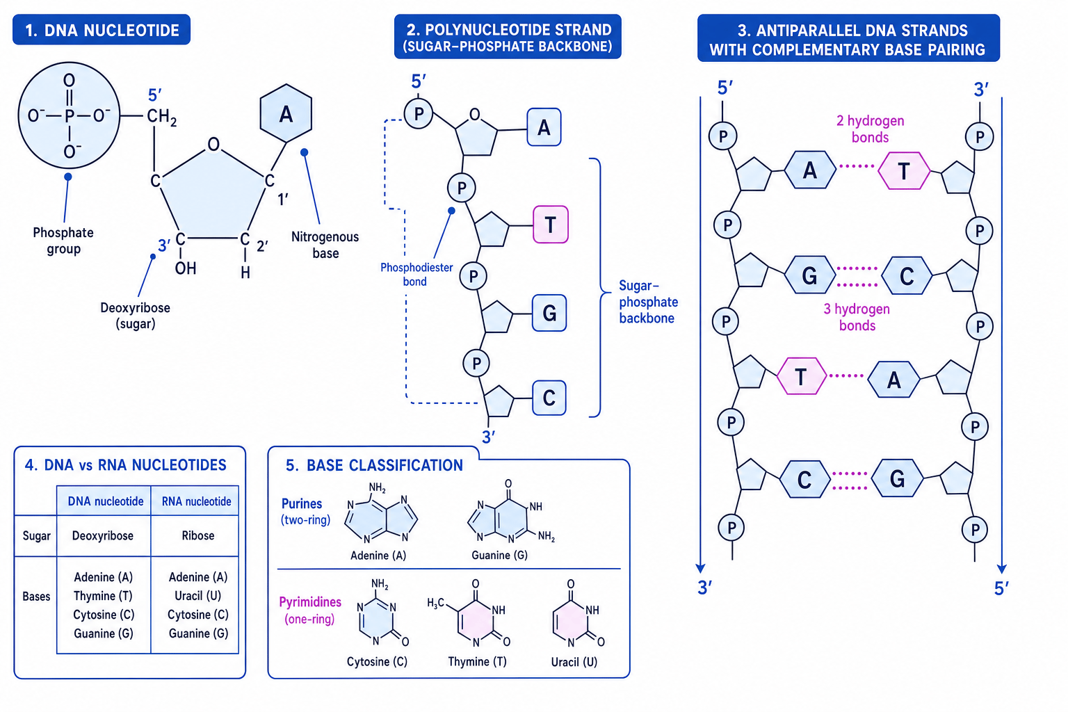 Annotated nucleotide, polynucleotide and DNA base-pairing diagram