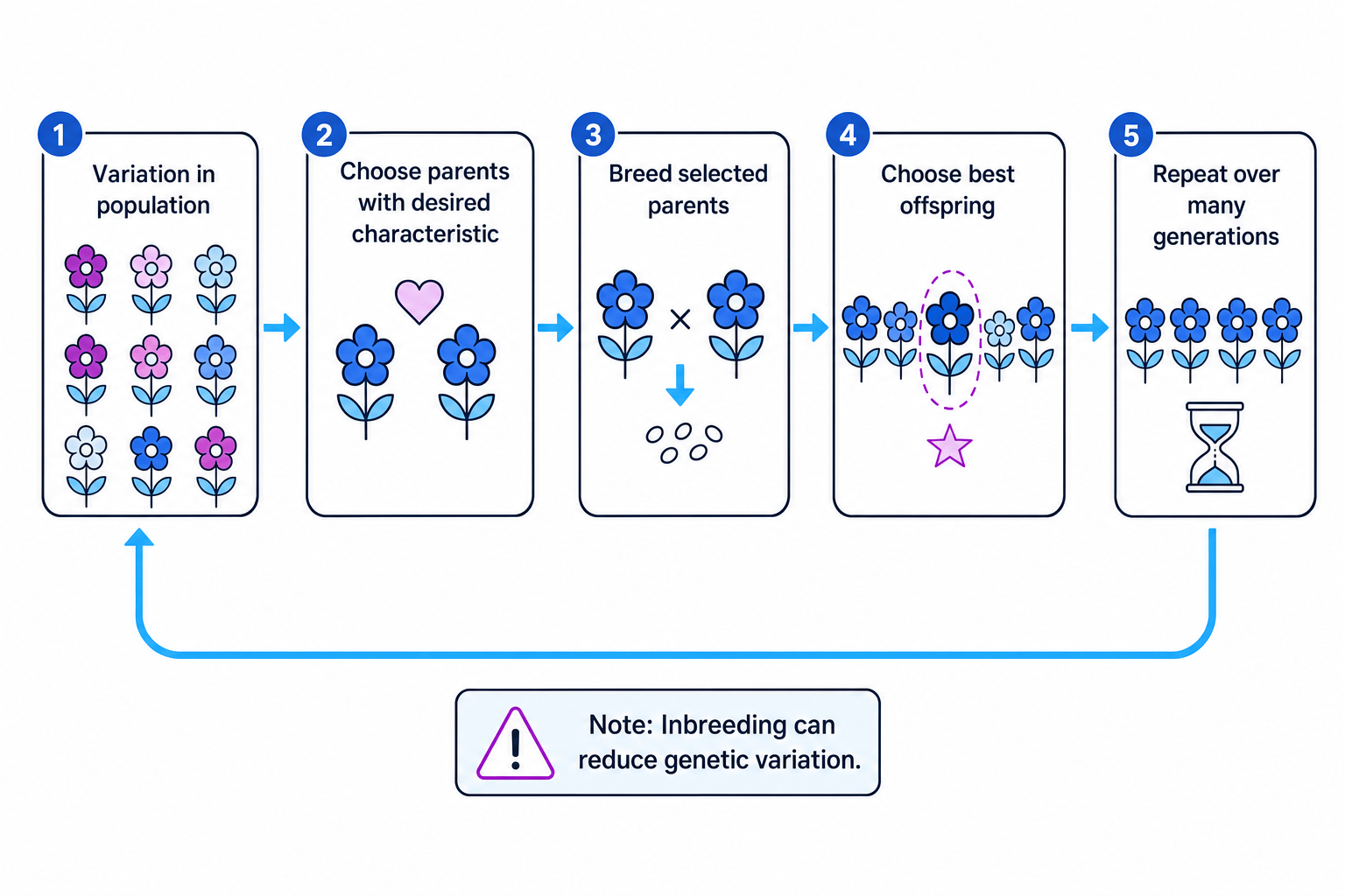 Flow diagram showing selective breeding over many generations
