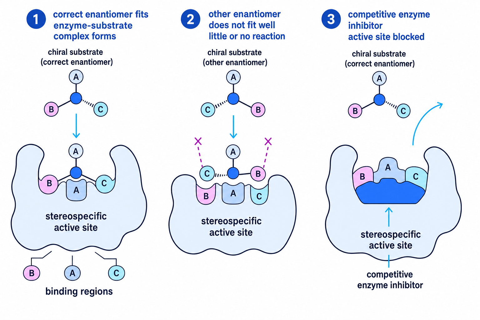 Schematic showing a stereospecific active site binding one enantiomer, rejecting the mirror-image enantiomer, and being blocked by a competitive inhibitor