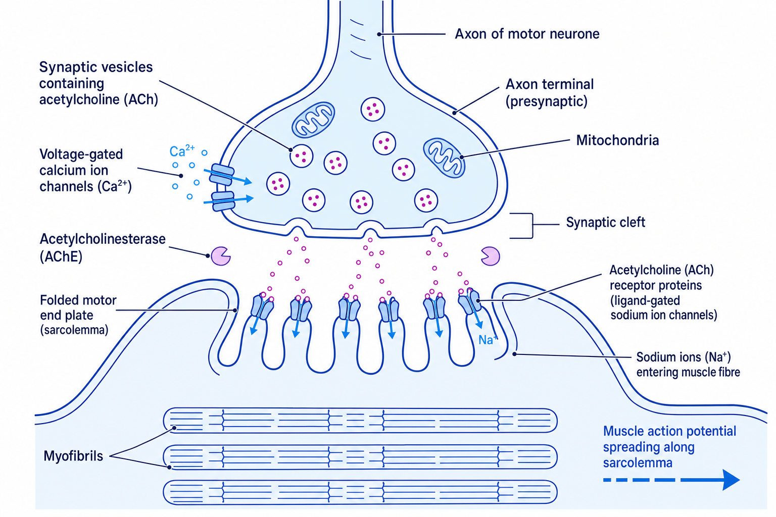 Neuromuscular junction showing motor neurone terminal, acetylcholine vesicles, folded motor end plate, receptors and muscle action potential