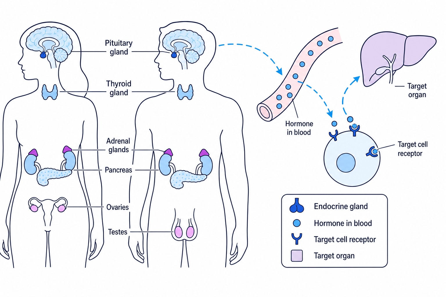 Labelled schematic of the human endocrine system showing glands, hormones in blood and target cell receptors