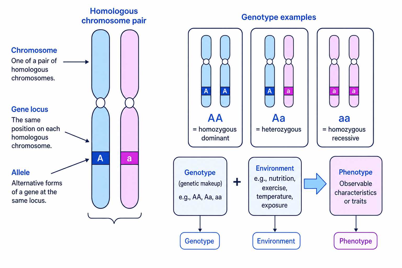 Homologous chromosomes showing alleles at the same locus, with genotype and phenotype linked to environment