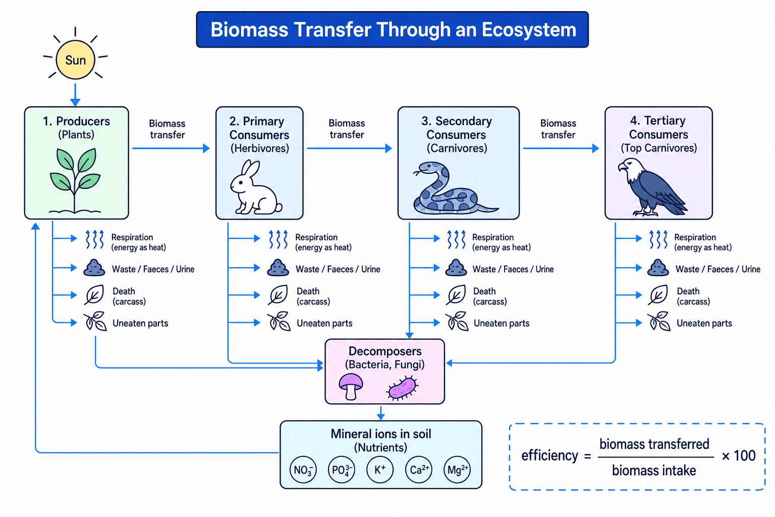 Biomass transfer through trophic levels showing losses to respiration, waste, death and decomposers