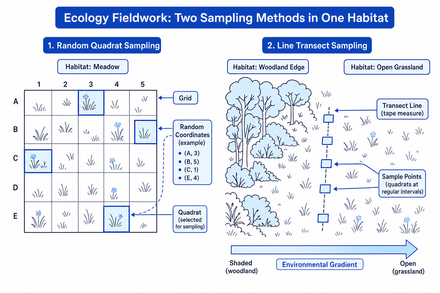 Diagram comparing random quadrat sampling and line transect sampling