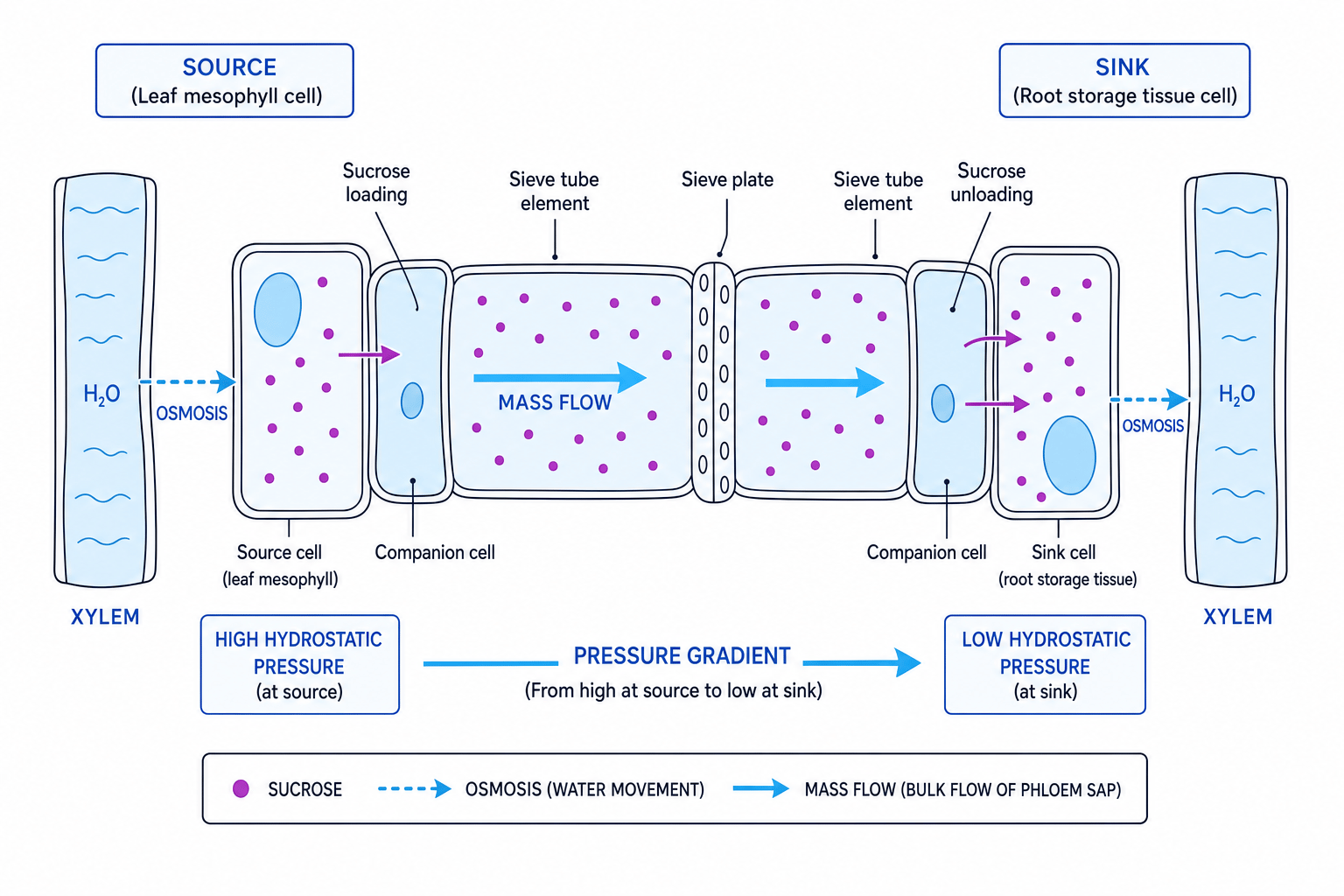 Diagram of phloem translocation by mass flow from source to sink