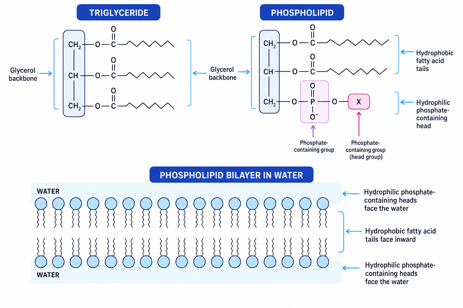 Diagram comparing a triglyceride and a phospholipid, and showing phospholipids arranged in a bilayer with heads facing water and tails inward