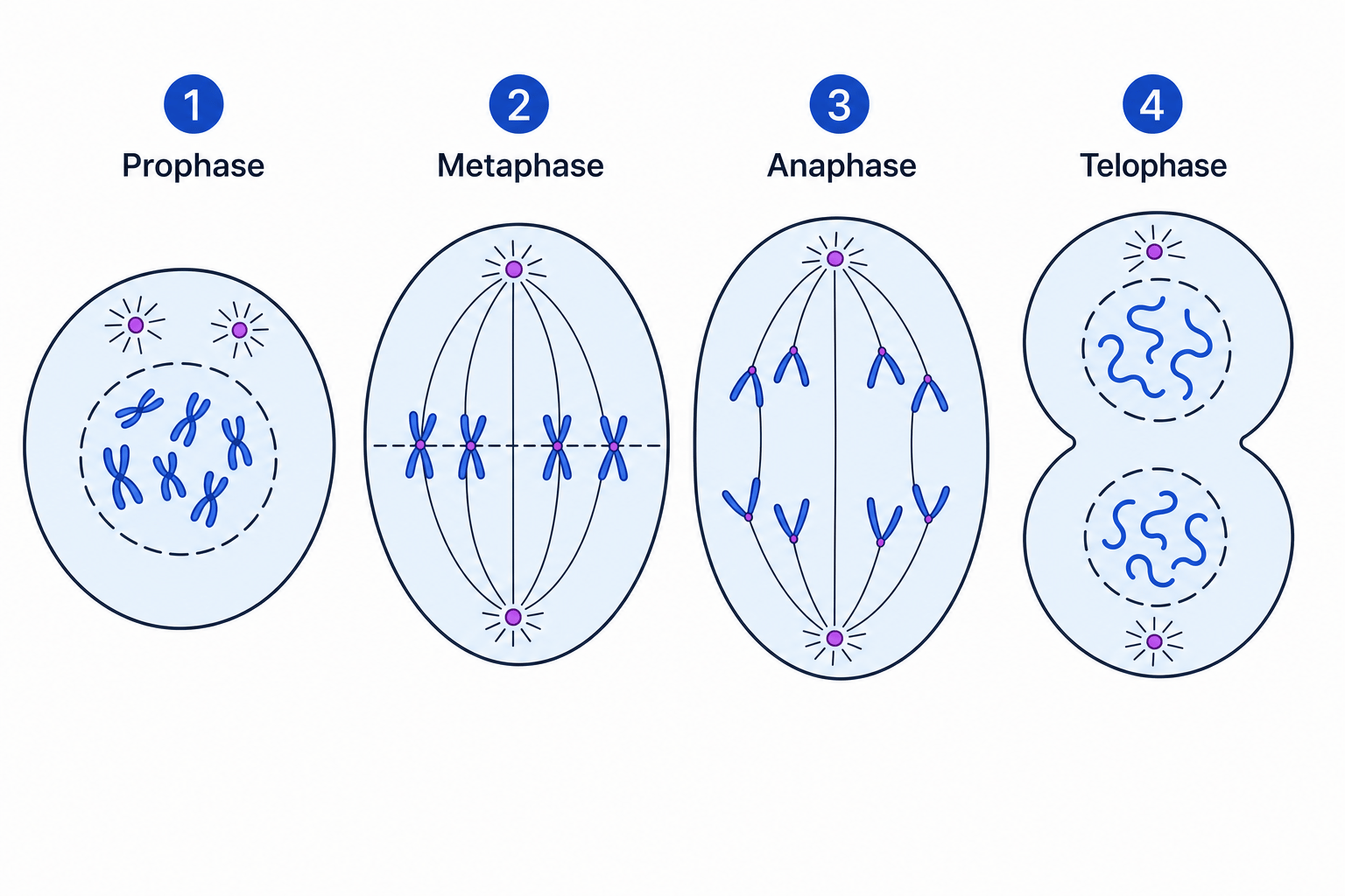Stages of Mitosis
