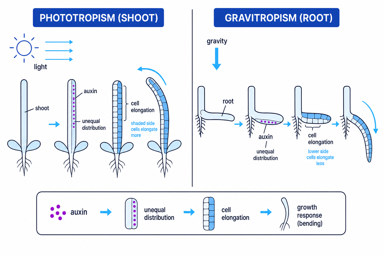 Diagram showing auxin distribution in phototropism and gravitropism in seedlings