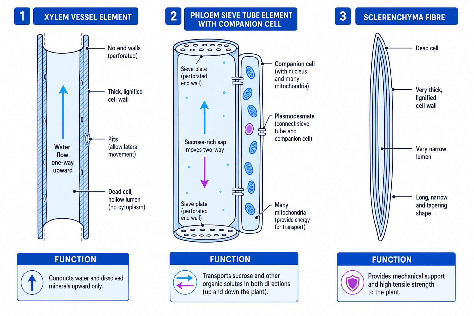 Comparison of xylem vessel element, phloem sieve tube with companion cell, and sclerenchyma fibre, showing structure and function