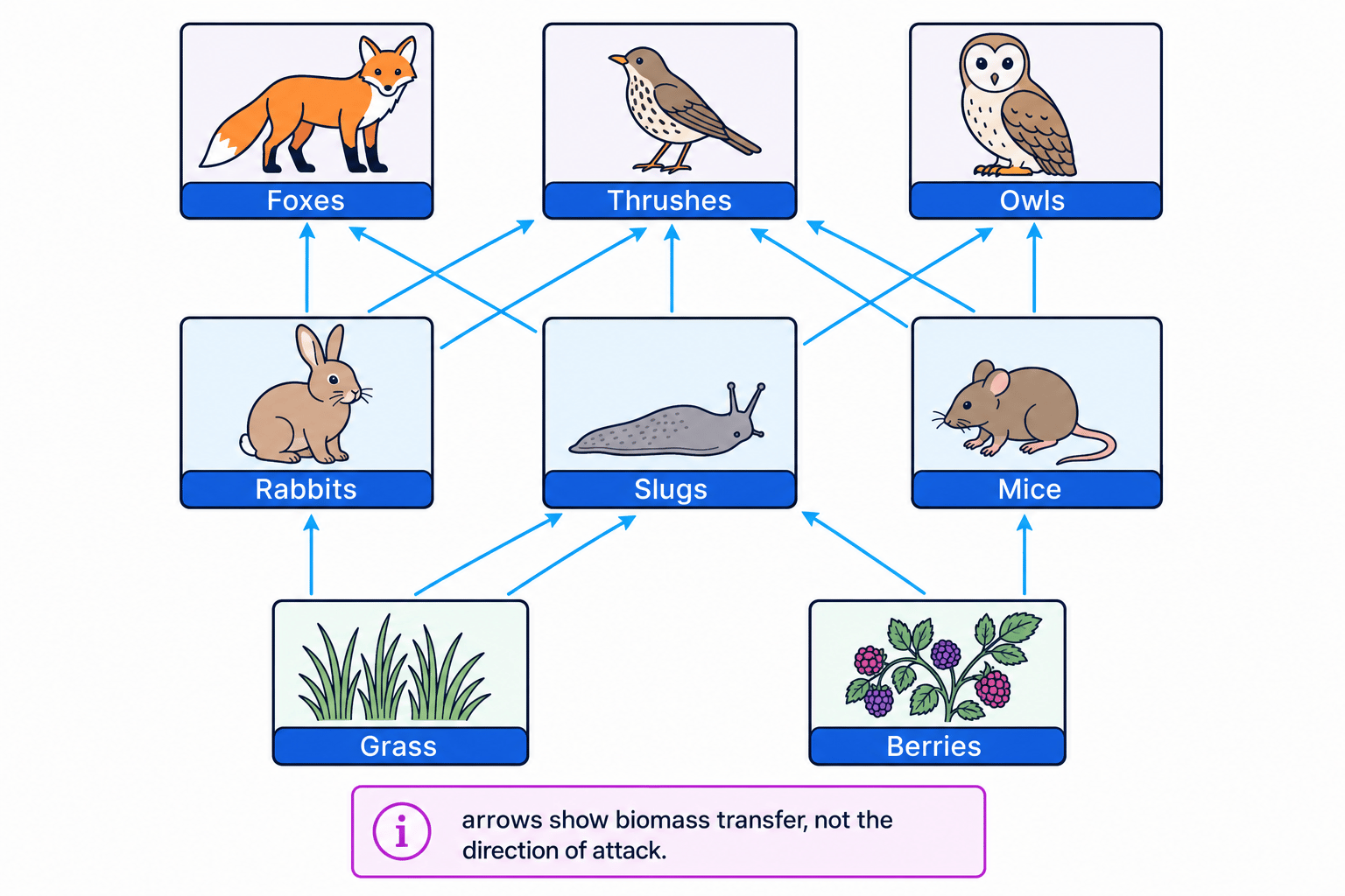A meadow food web with arrows showing biomass transfer from food to feeder