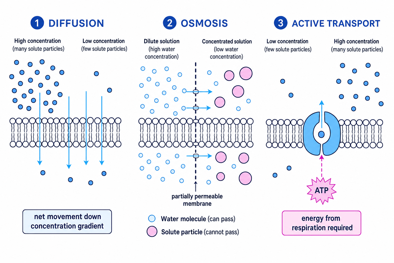 Three panels comparing diffusion, osmosis and active transport across a membrane