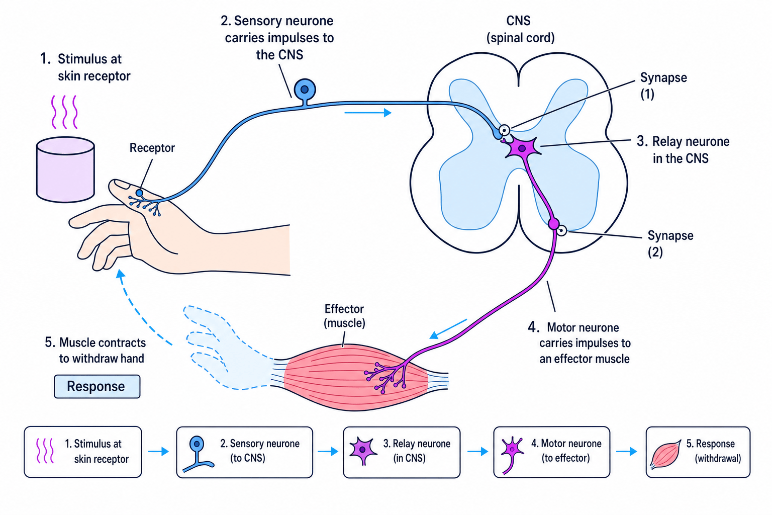 Three-neurone reflex arc showing receptor, sensory neurone, relay neurone, motor neurone and effector