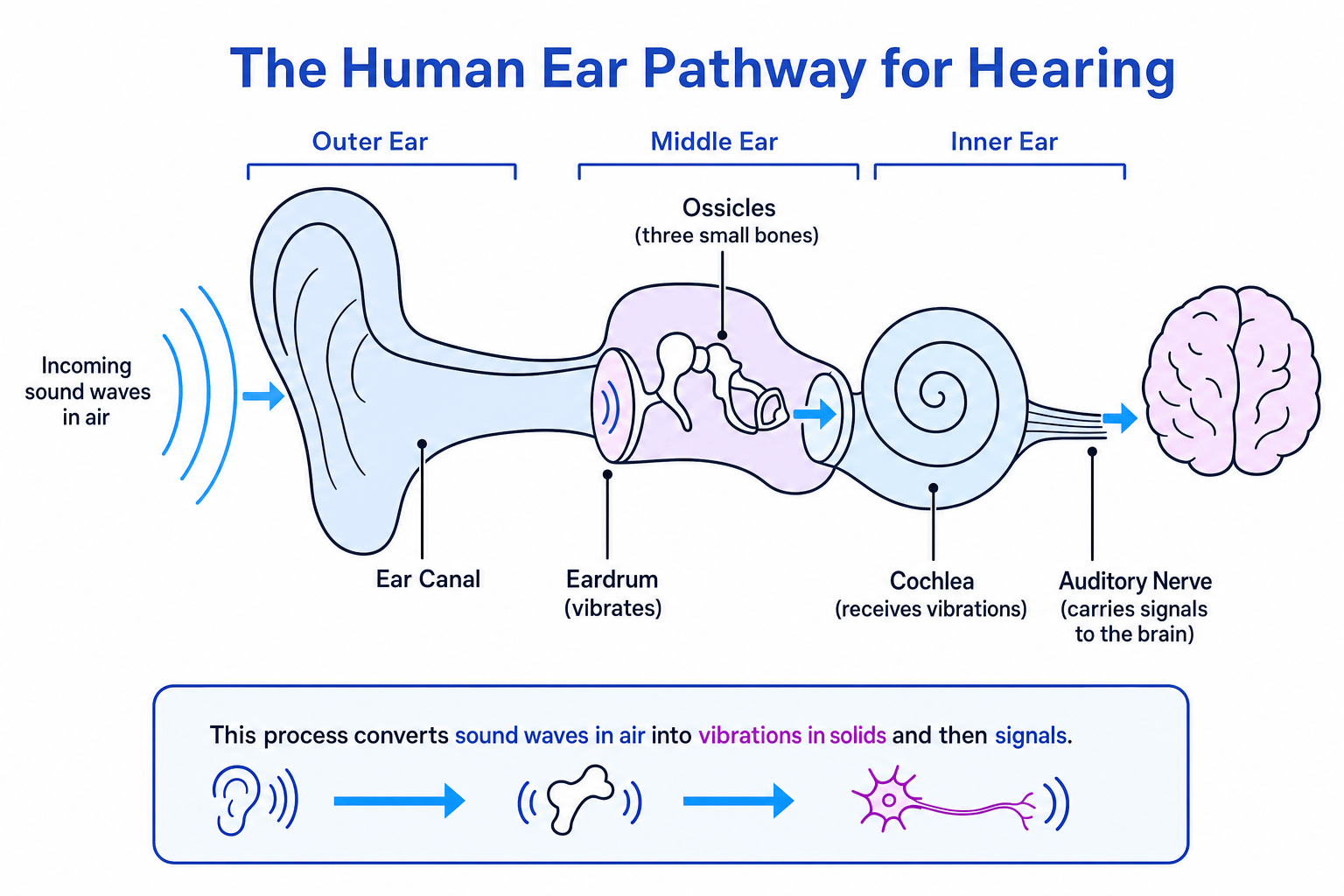 Simple labelled diagram of the human ear showing sound waves entering the ear canal, vibrating the eardrum and ossicles, reaching the cochlea, then signals travelling along the auditory nerve