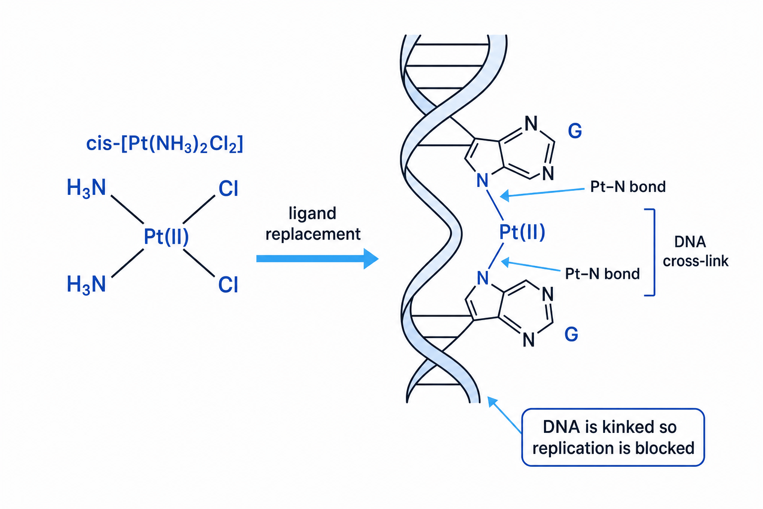 Schematic of cisplatin forming Pt-N bonds to guanine in DNA