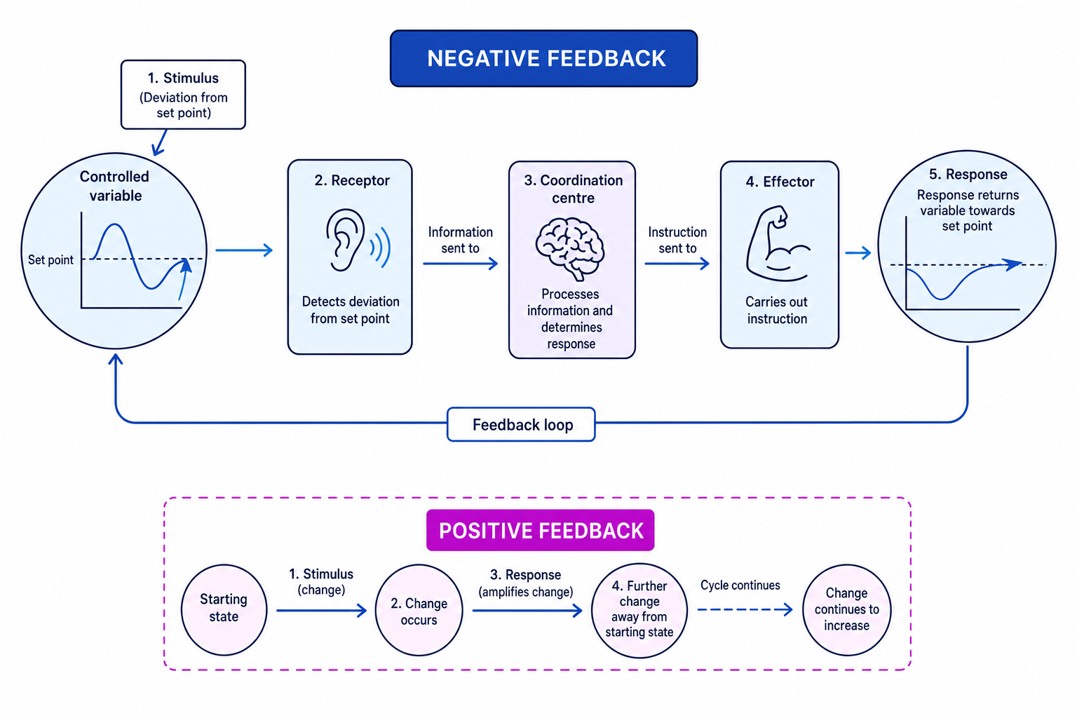 Schematic of homeostasis showing receptor, coordination centre, effector, negative feedback and positive feedback