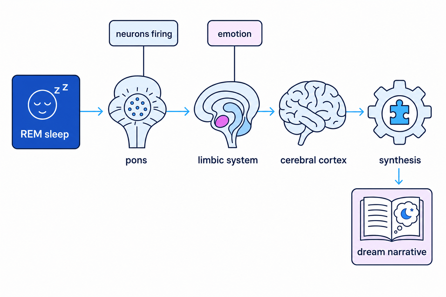 Activation Synthesis Theory flow diagram showing REM sleep, pons neurons, limbic system, cerebral cortex and dream narrative