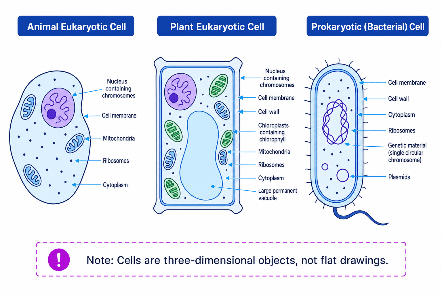 Comparison of animal eukaryotic cell, plant eukaryotic cell and prokaryotic bacterial cell with key structures labelled
