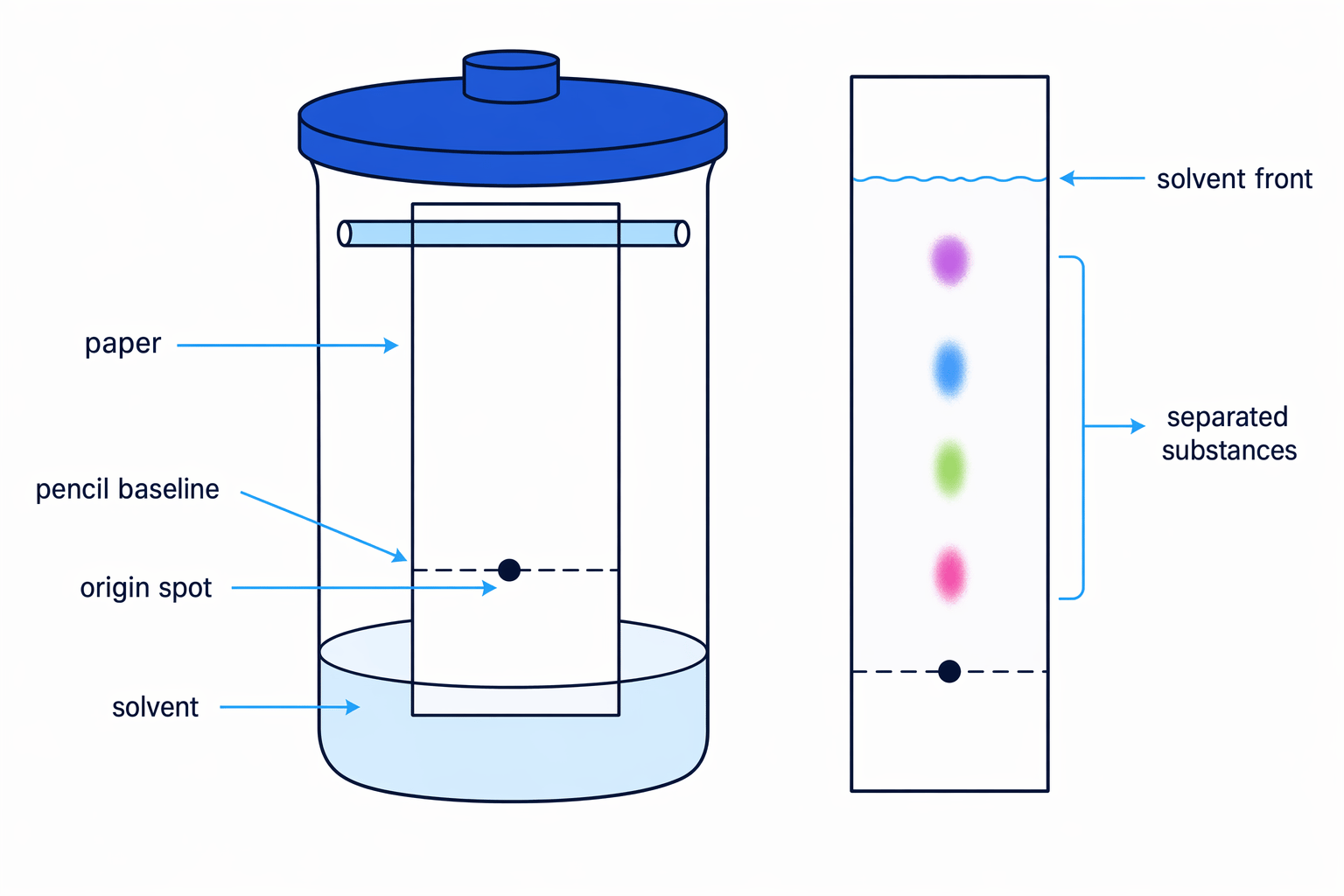 Labelled paper chromatography setup and chromatogram