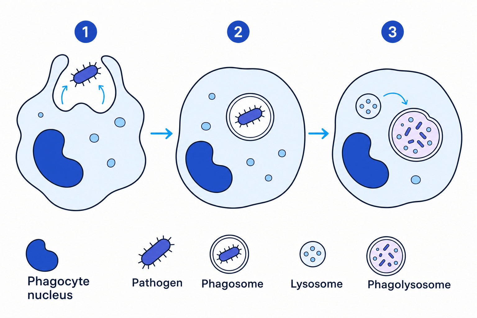 Phagocyte engulfing a pathogen