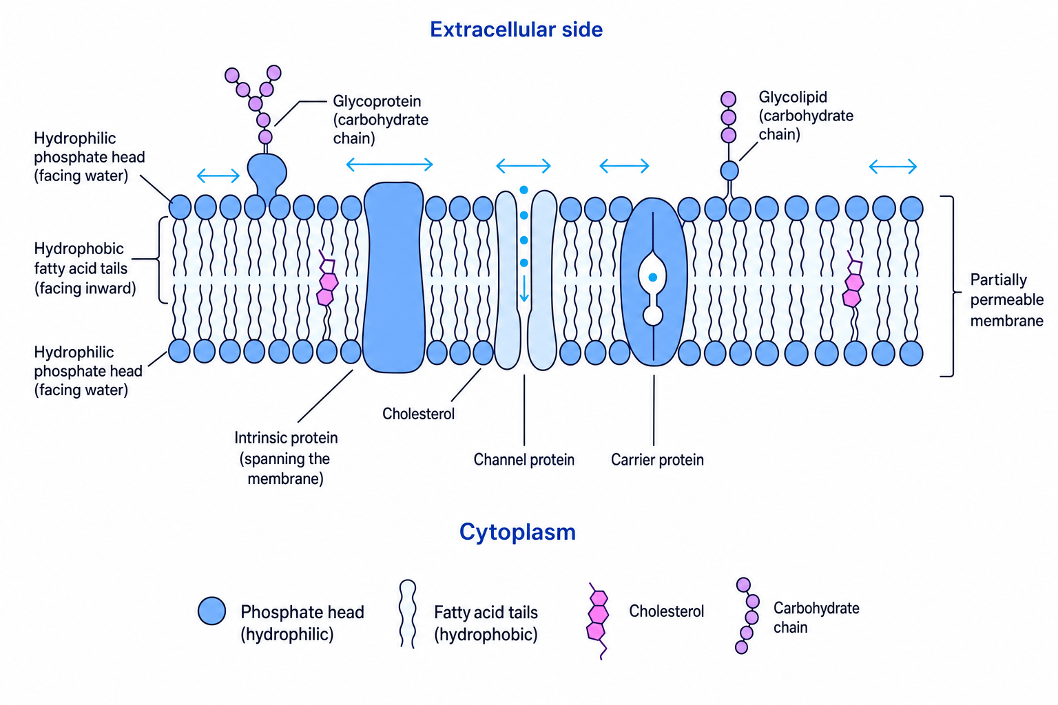 Labelled fluid mosaic model of a cell membrane