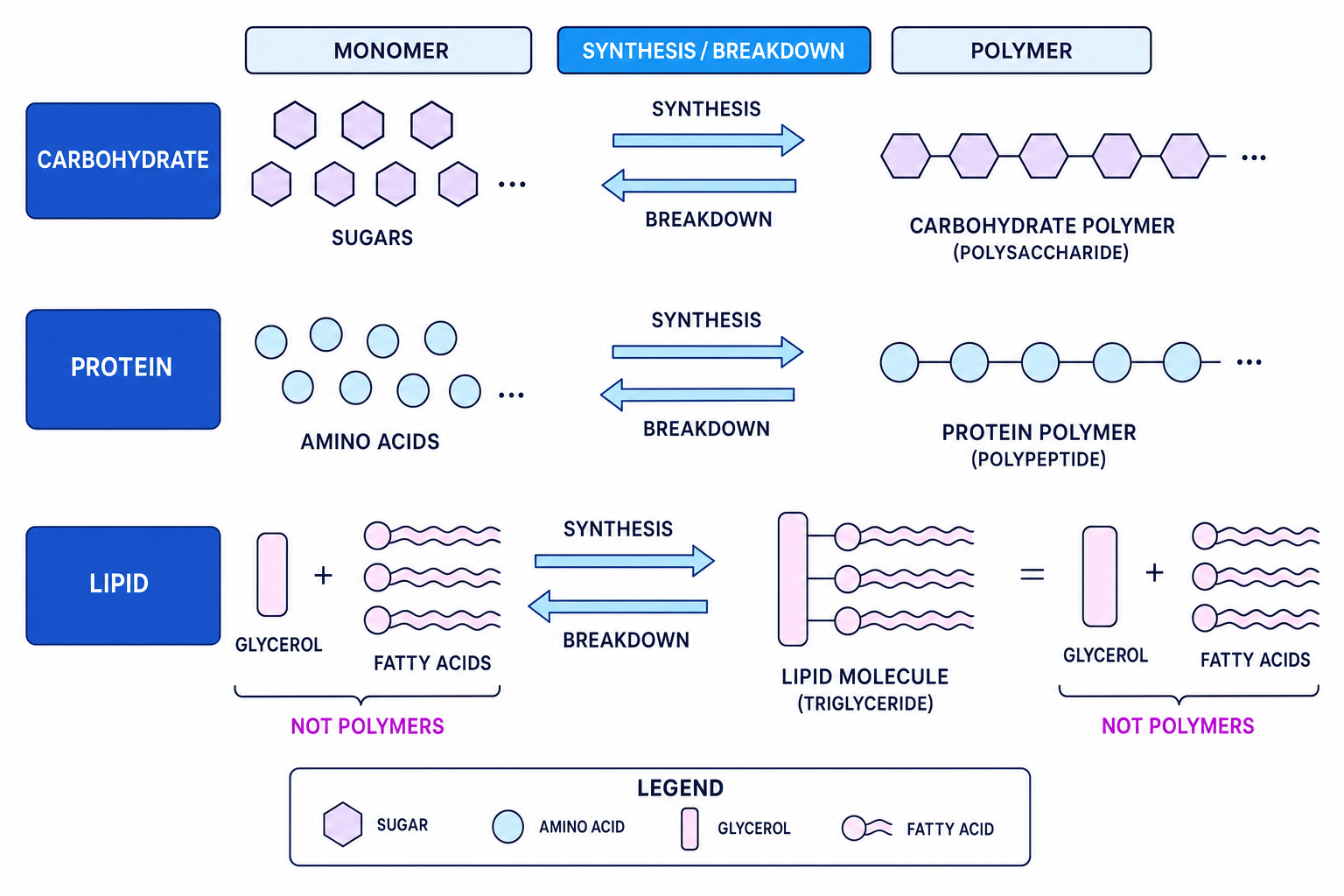 Diagram showing synthesis and breakdown of carbohydrates, proteins and lipids