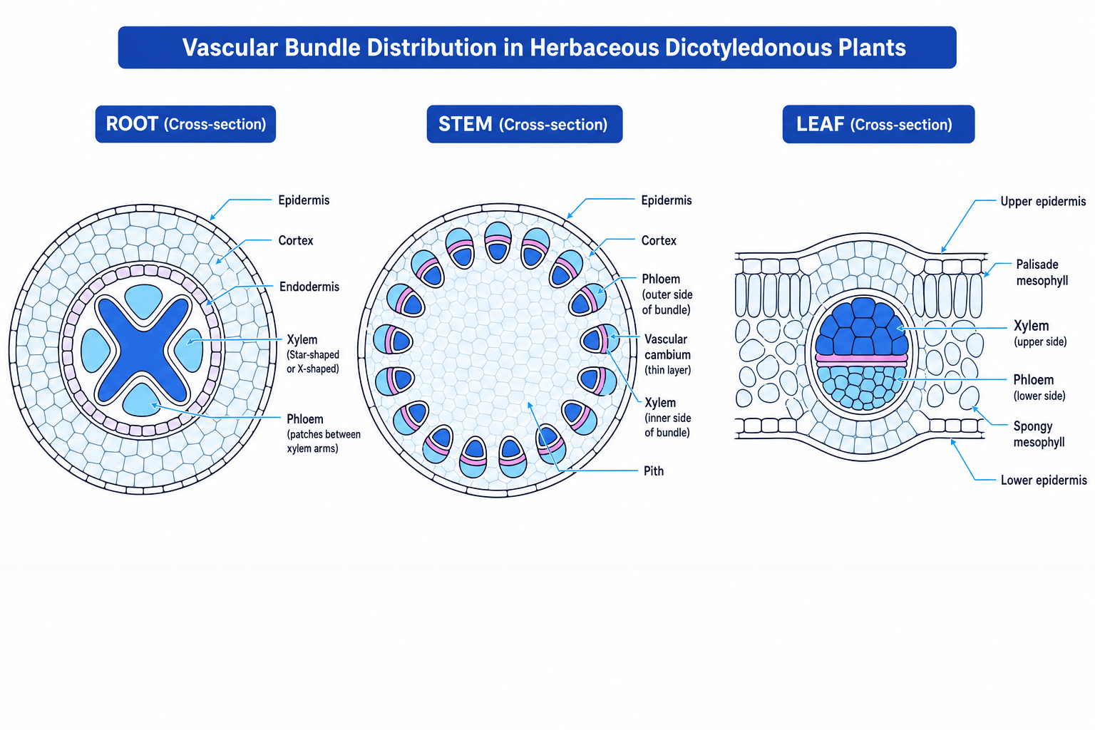 Vascular bundle distribution in roots, stems, and leaves