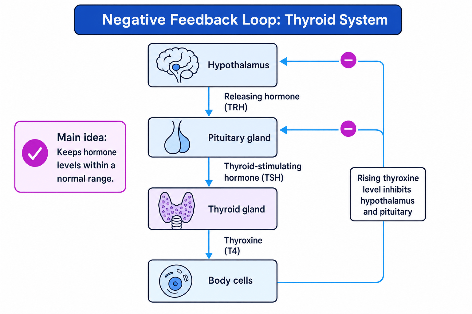 Negative feedback loop showing hypothalamus, pituitary gland, thyroid gland, thyroxine and inhibitory feedback arrows