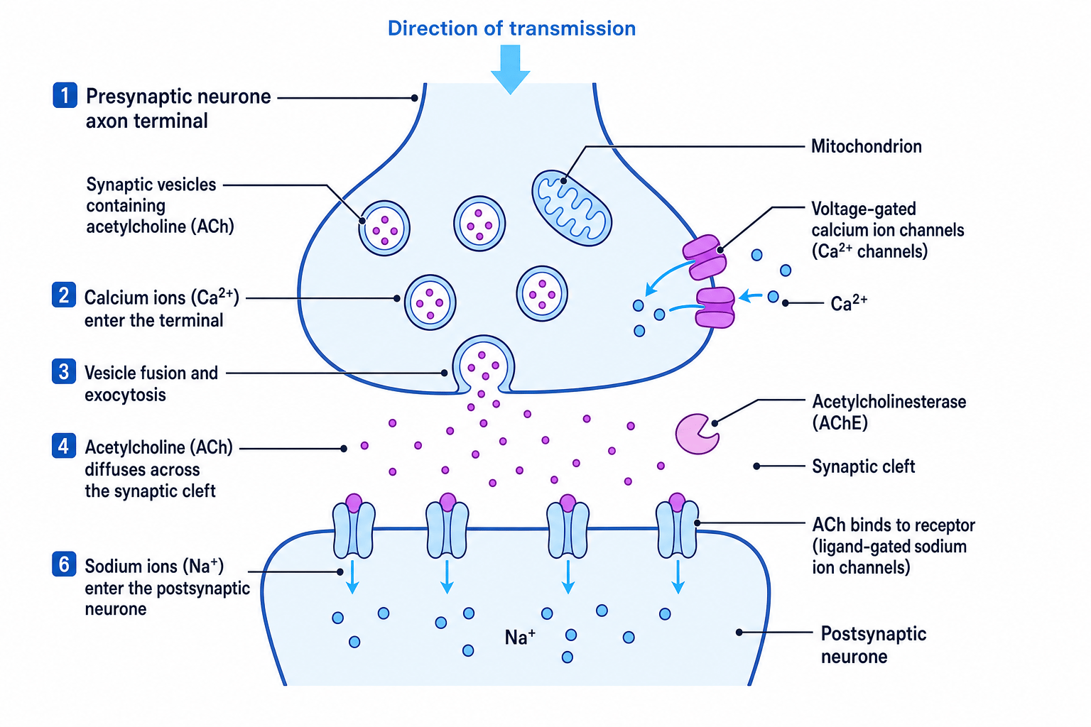 Annotated cholinergic synapse showing vesicles, calcium channels, acetylcholine, receptors, acetylcholinesterase and direction of transmission