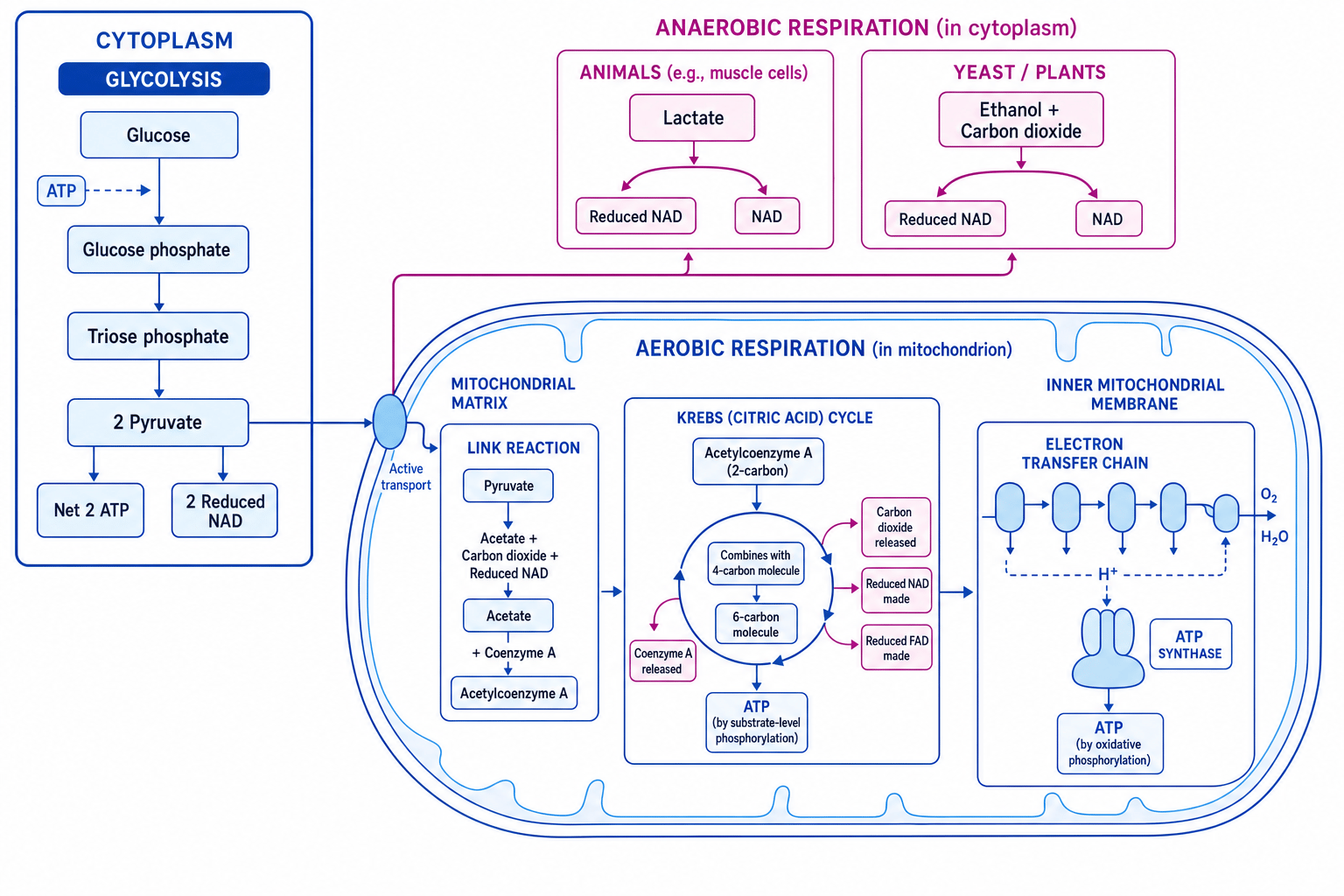 Overview of glycolysis, anaerobic respiration, link reaction, Krebs cycle and oxidative phosphorylation