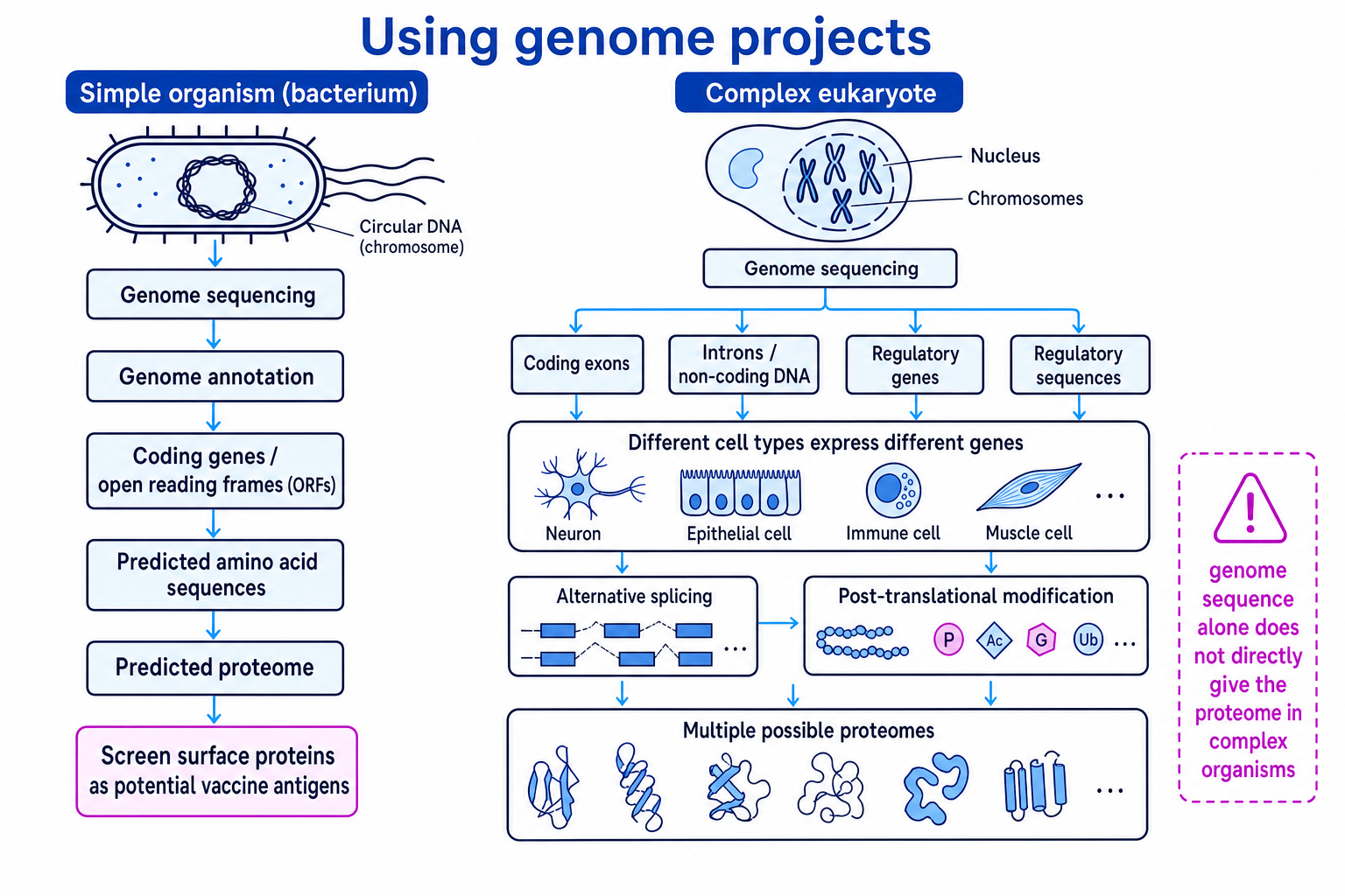 Flow diagram showing how genome projects can predict proteins in simple organisms but not directly in complex eukaryotes