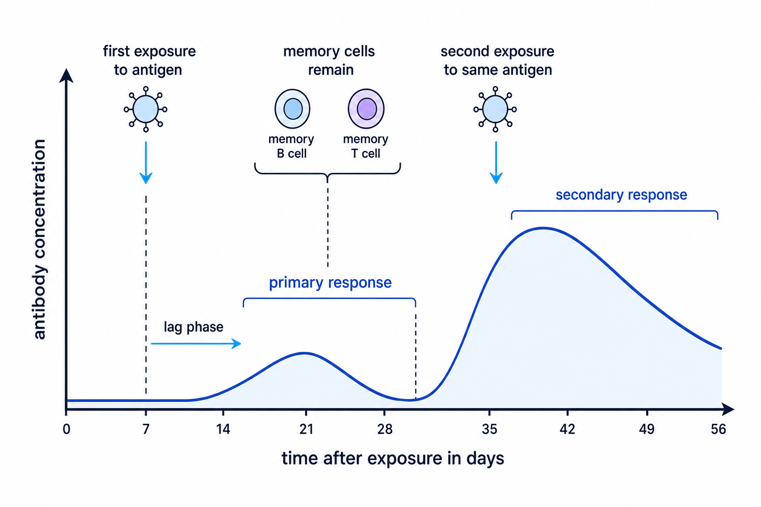 Graph comparing primary and secondary immune responses