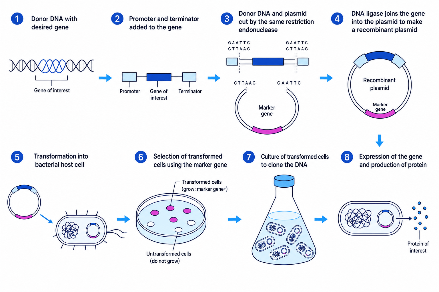 Overview of recombinant DNA technology using a plasmid vector