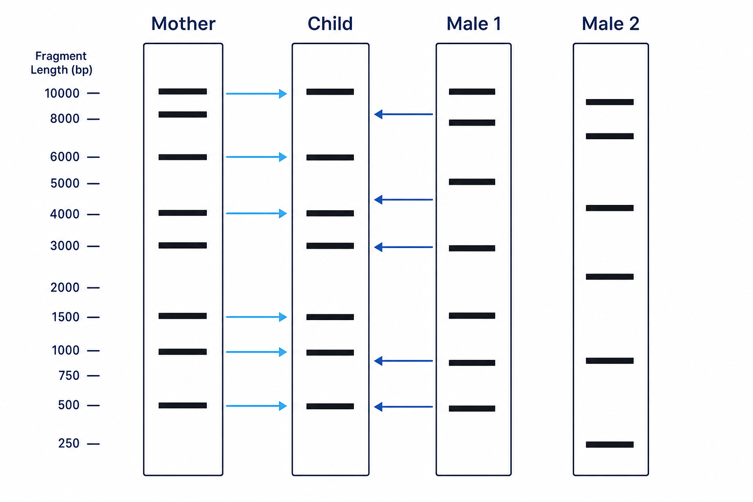 Gel electrophoresis paternity test