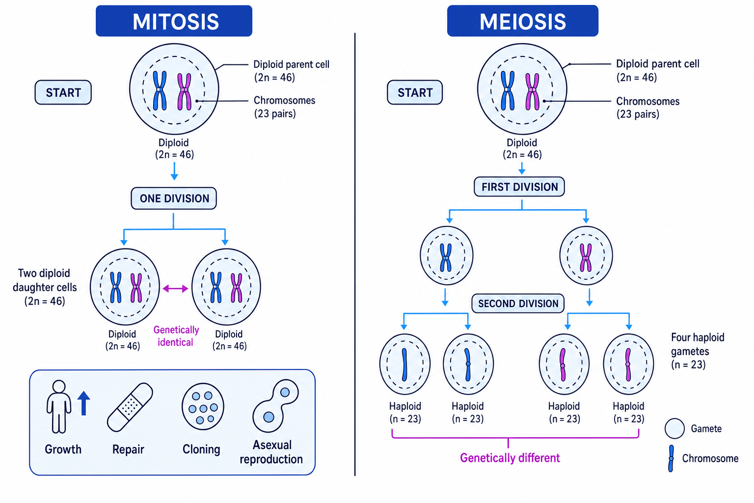 Comparison of mitosis and meiosis