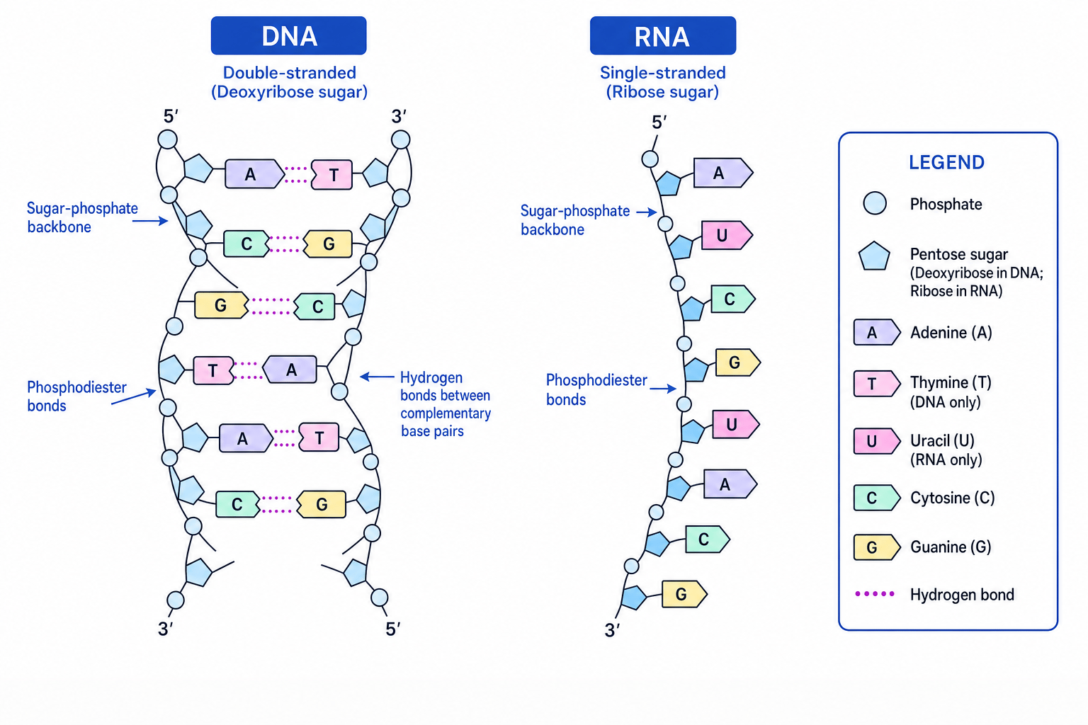 Labelled comparison of DNA double helix and RNA single polynucleotide strand, showing sugar-phosphate backbones, phosphodiester bonds, hydrogen bonds and complementary base pairs