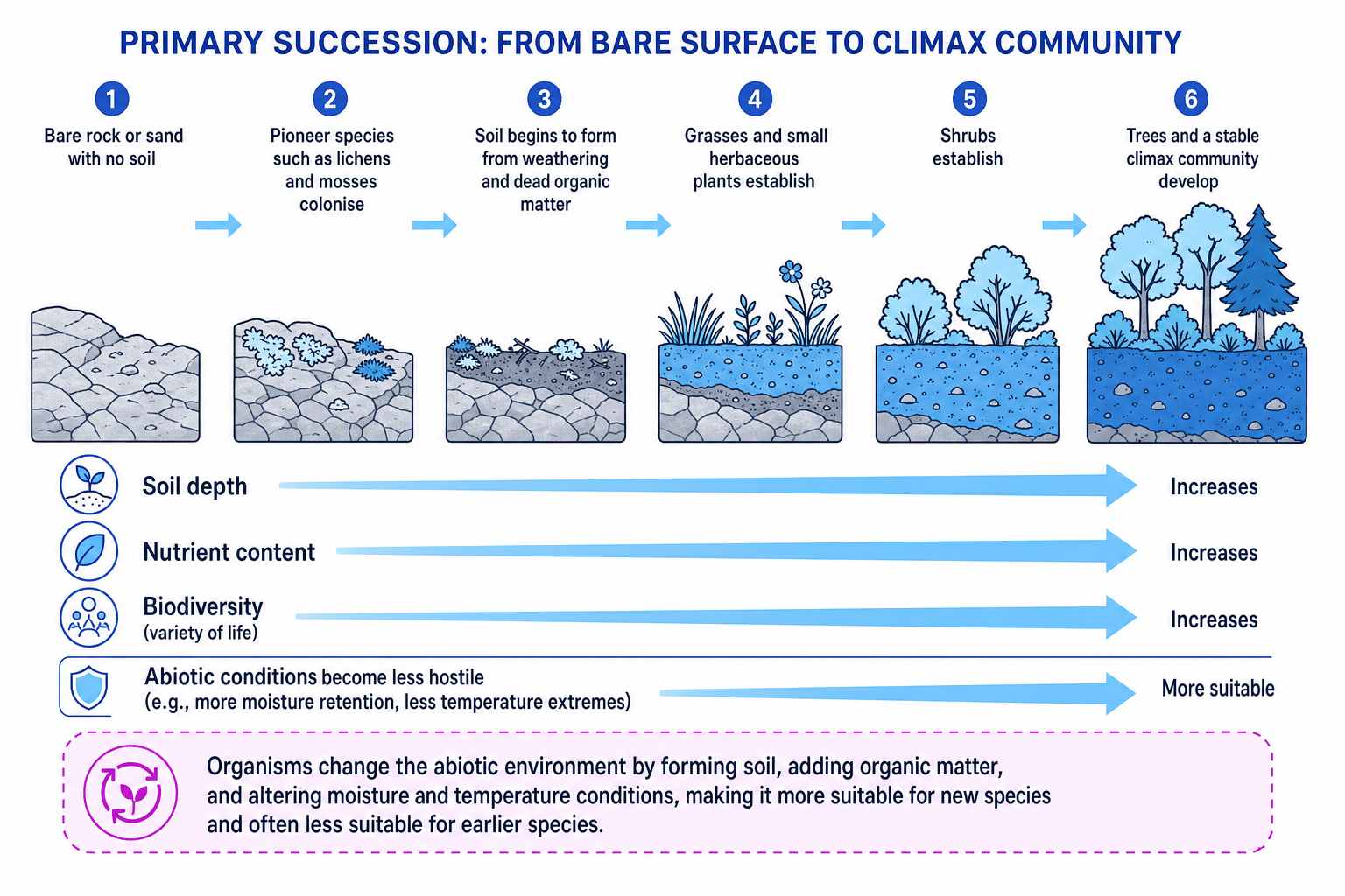 Timeline of primary succession from bare rock to climax community