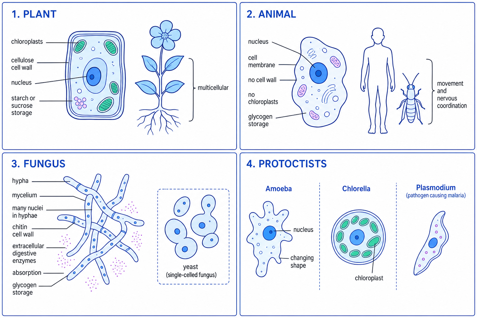 Labelled comparison of plants, animals, fungi and protoctists