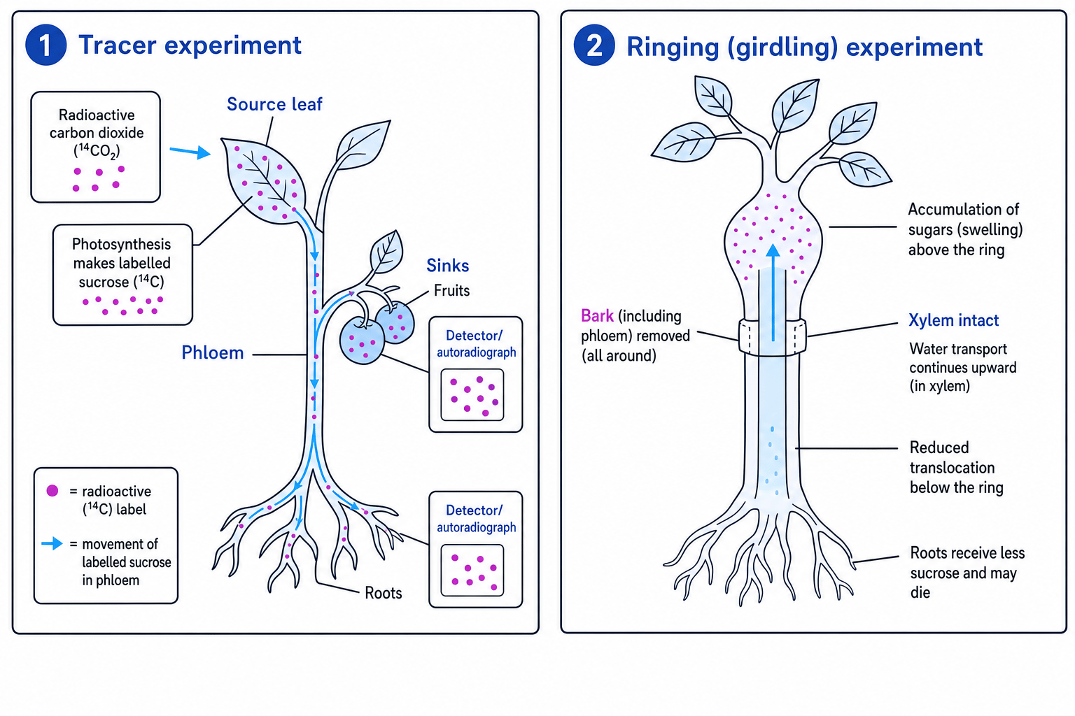 Diagrams of tracer and ringing experiments showing evidence for phloem transport